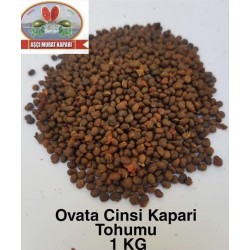 KAPARİ TOHUMU (OVATA CİNSİ) 1 KG.