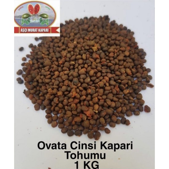 KAPARİ TOHUMU 1 KG
