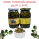 KAPARİ TURŞUSU 565 GR. (2 ADET) KAPARİ TURŞUSU 565 GR. (2 ADET)