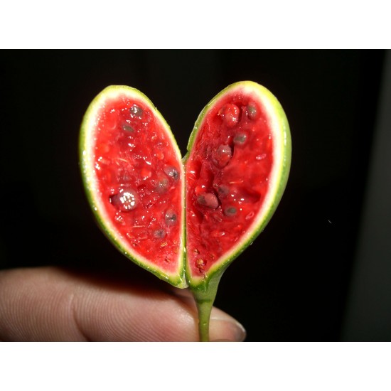 KAPARİ TOHUMU (OVATA CİNSİ) 250 GR. KAPARİ TOHUMU (OVATA CİNSİ) 250 GR.