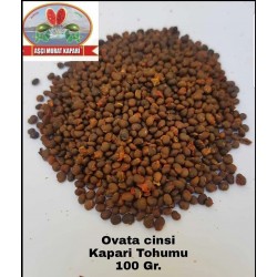 KAPARİ TOHUMU (OVATA CİNSİ) 100 GR. KAPARİ TOHUMU (OVATA CİNSİ) 100 GR.