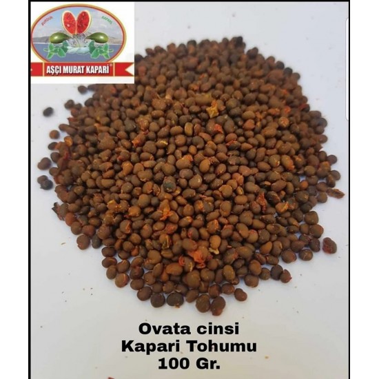 KAPARİ TOHUMU (OVATA CİNSİ) 100 GR. KAPARİ TOHUMU (OVATA CİNSİ) 100 GR.