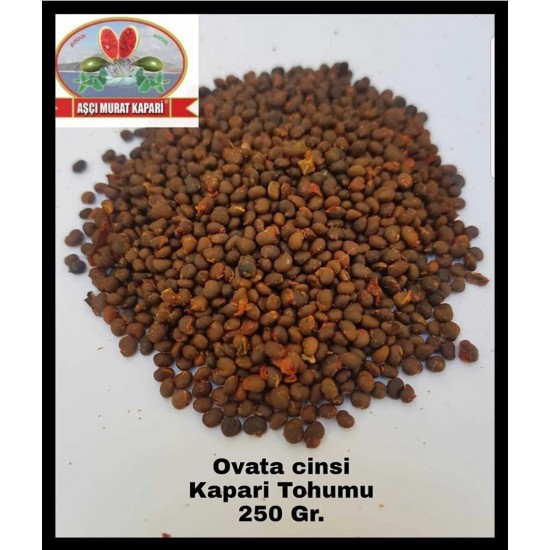 KAPARİ TOHUMU (OVATA CİNSİ) 250 GR. KAPARİ TOHUMU (OVATA CİNSİ) 250 GR.