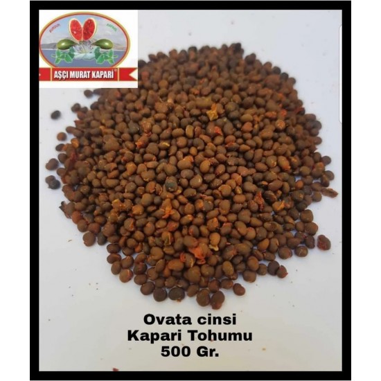 KAPARİ TOHUMU (OVATA CİNSİ) 500 GR. KAPARİ TOHUMU (OVATA CİNSİ) 500 GR.