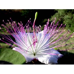 KAPARİ REÇELİ (PATENTLİ) 1050 GR.