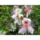 KAPARİ TOHUMU (OVATA CİNSİ) 250 GR. KAPARİ TOHUMU (OVATA CİNSİ) 250 GR.