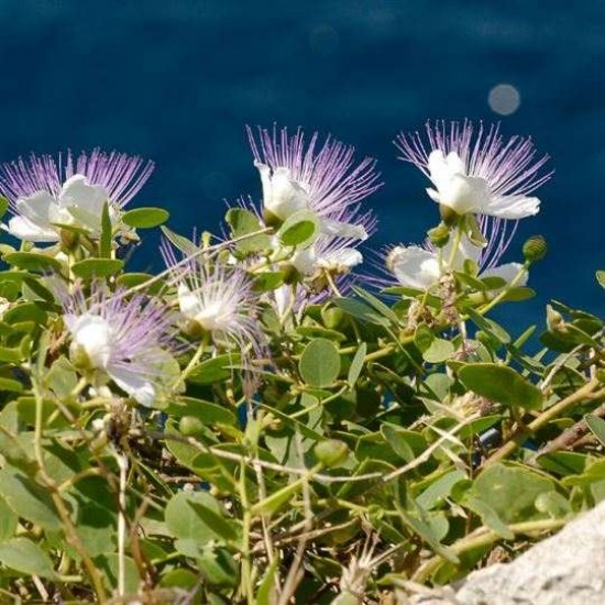 KAPARİ TOHUMU 1 KG